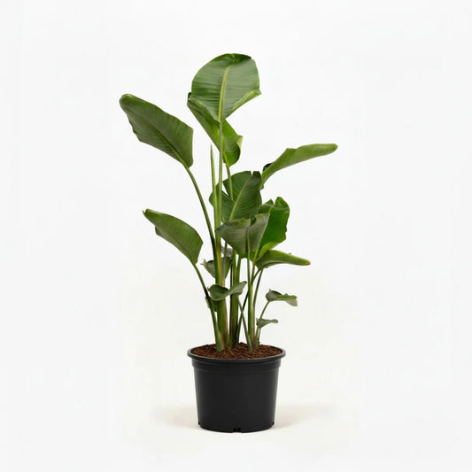 12 Inch Pot Bird of Paradise
