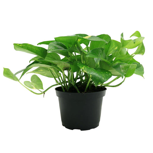6 Inch Gold Pothos