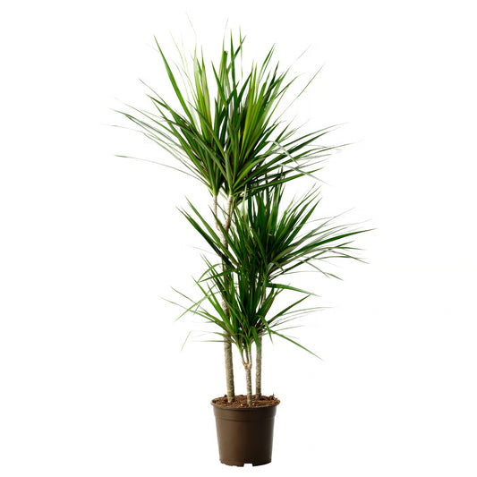 10 Inch Dracaena Marginata w/ white pot