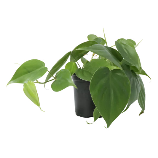 4 Inch Philodendron Cordatum