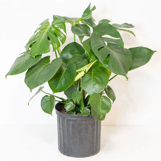 10 Inch Monstera w/ white pot