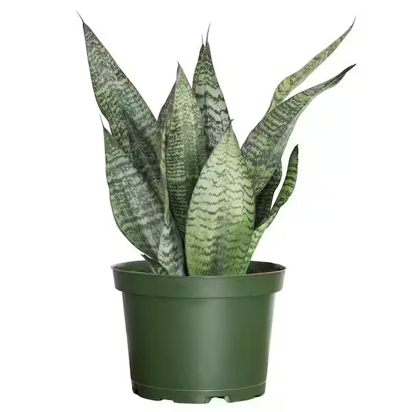 4 Inch Sansevieria Spearmint + White Ceramic Pot